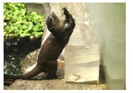 カワウソのごちそうさがし※イメージ