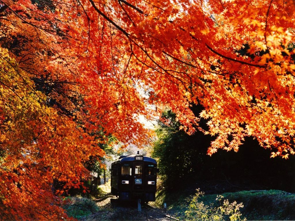 紅葉の中を走るわたらせ渓谷鐵道