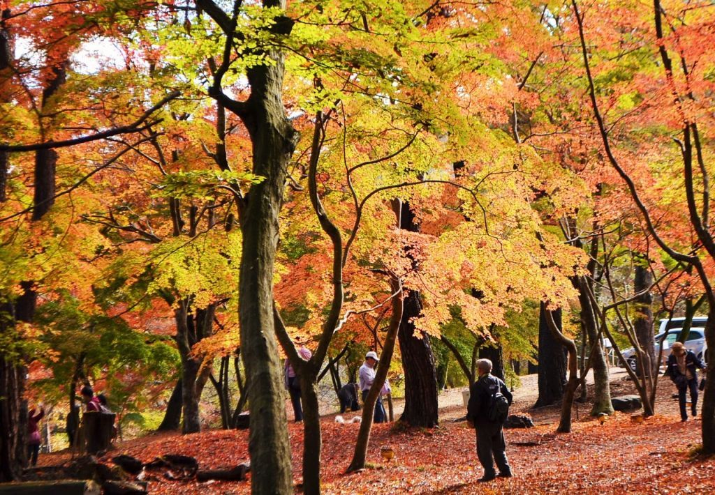 紅葉した月の石もみじ公園