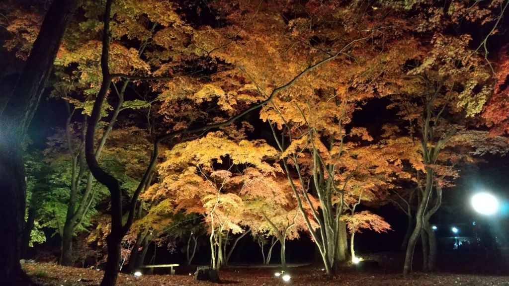 ライトアップされた月の石もみじ公園