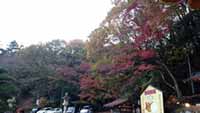 長瀞の紅葉がだいぶ色づいてきました（2017年10月31日時点）