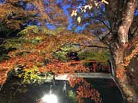 伊香保温泉「河鹿橋」紅葉ライトアップ実施！紅葉ピーク時期は？