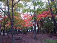長瀞の紅葉が5分ほどに進む。見ごろは11/10～20前後と予想（2018年11月5日時点）