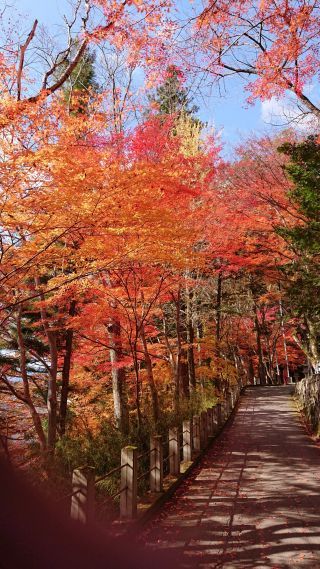 「たまりママ」さんからの投稿写真＠日枝神社（高山市）