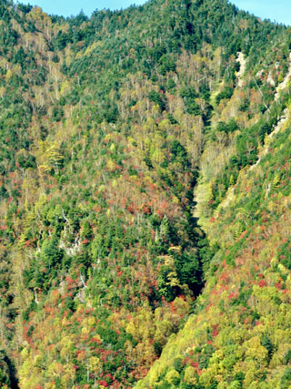 「栃木の山ちゃん」さんからの投稿写真＠栃木県日光市山王林道