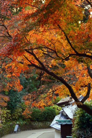 「冬とか」さんからの投稿写真＠鎌倉　円覚寺