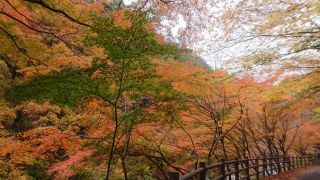 「写楽」さんからの投稿写真＠長安寺（神奈川）