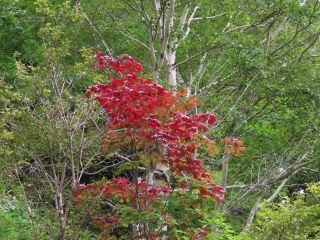 「写楽」さんからの投稿写真＠四季の森公園（神奈川）