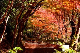 「写楽」さんからの投稿写真＠久良岐公園（神奈川）