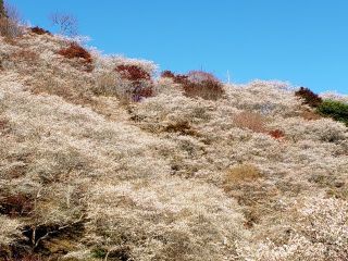 「ヒデママ」さんからの投稿写真＠小原四季桜