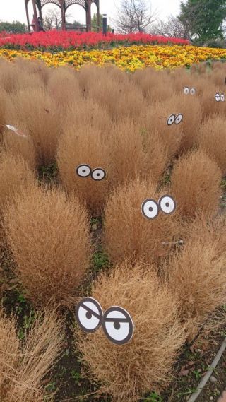 「カーミット」さんからの投稿写真＠戸田川緑地公園