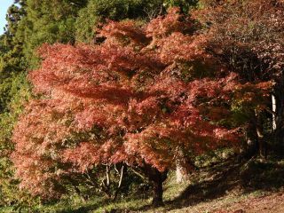 「栃木の山ちゃん」さんからの投稿写真＠瑞光園（栃木県芳賀郡茂木町）