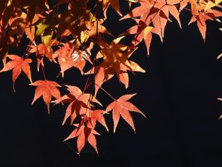 「栃木の山ちゃん」さんからの投稿写真＠瑞光園（栃木県芳賀郡茂木町）