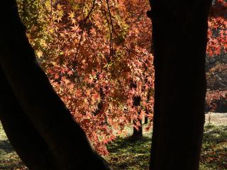 「栃木の山ちゃん」さんからの投稿写真＠瑞光園（栃木県芳賀郡茂木町）