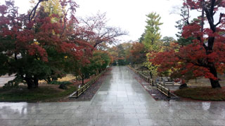 「ゴン太」さんからの投稿写真＠智積院（京都）