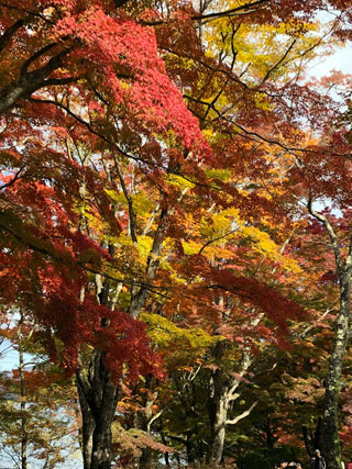 「まりちゃん」さんからの投稿写真