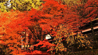 「のりさん」さんからの投稿写真＠横蔵寺