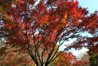 「ゆきちゃん」さんからの投稿写真＠神戸市立森林植物園