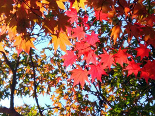 「レレの爺」さんからの投稿写真＠奈良公園