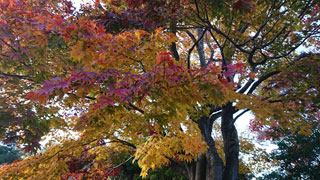 「きのこのこのこ」さんからの投稿写真＠ひろしま遊学の森 広島県緑化センター