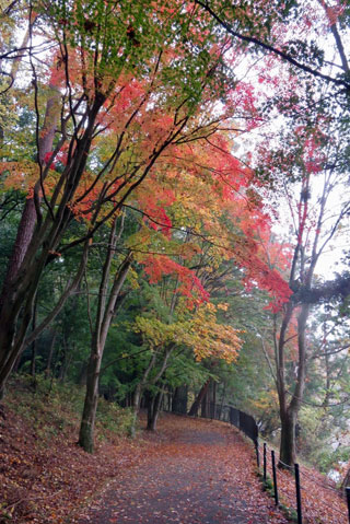 「栃木の山ちゃん」さんからの投稿写真