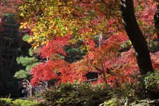 「栃木の山ちゃん」さんからの投稿写真