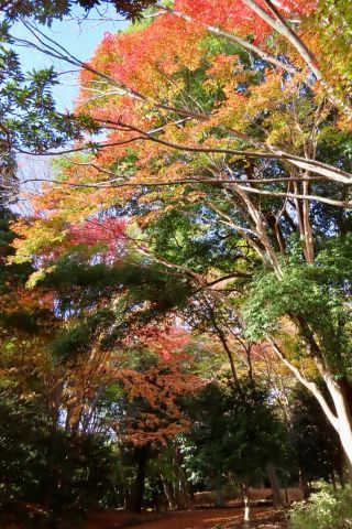 「栃木の山ちゃん」さんからの投稿写真