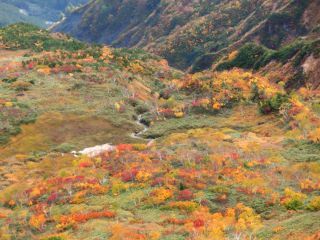 「Autumn leaves hunter2025」さんからの投稿写真