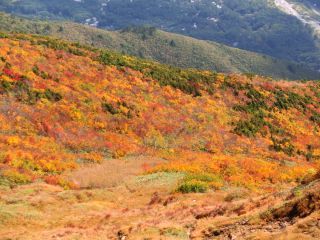 「Autumn leaves hunter2025」さんからの投稿写真＠八方尾根