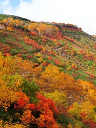 「Autumn leaves hunter2026」さんからの投稿写真