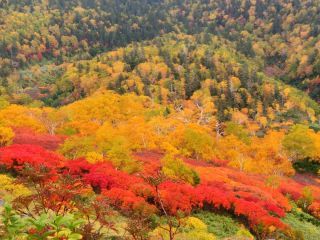 「Autumn leaves hunter2026」さんからの投稿写真