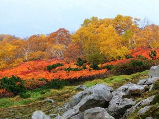 「Autumn leaves hunter2026」さんからの投稿写真