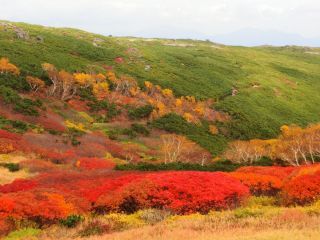 「Autumn leaves hunter2026」さんからの投稿写真