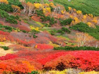 「Autumn leaves hunter2026」さんからの投稿写真