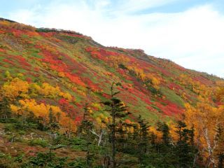 「Autumn leaves hunter2026」さんからの投稿写真