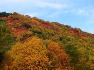 「Autumn leaves hunter2026」さんからの投稿写真＠大雪山国立公園