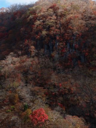 「栃木の山ちゃん」さんからの投稿写真