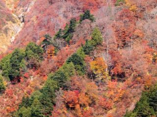 「Autumn leaves hunter2023」さんからの投稿写真