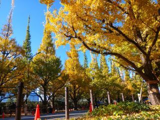 「スタッフより」さんからの投稿写真＠明治神宮外苑いちょう並木