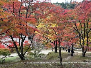 「けけちゃま」さんからの投稿写真