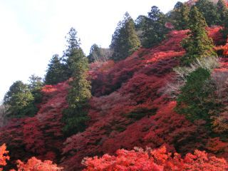 「Autumn leaves hunter2025」さんからの投稿写真＠香嵐渓