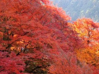 「Autumn leaves hunter2025」さんからの投稿写真＠香嵐渓