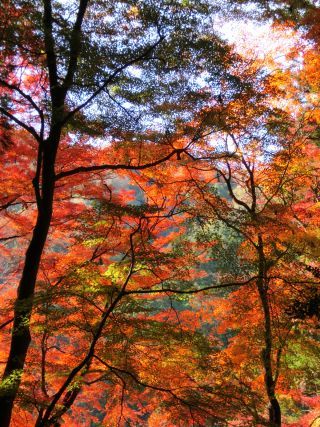 「Autumn leaves hunter2025」さんからの投稿写真＠香嵐渓