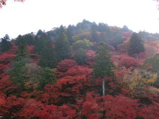 「Autumn leaves hunter2025」さんからの投稿写真＠香嵐渓