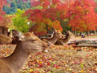 「楽々」さんからの投稿写真＠奈良公園