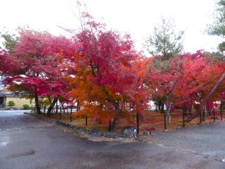 「楽々」さんからの投稿写真