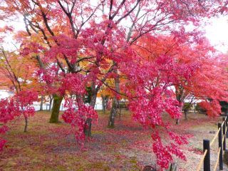 「楽々」さんからの投稿写真