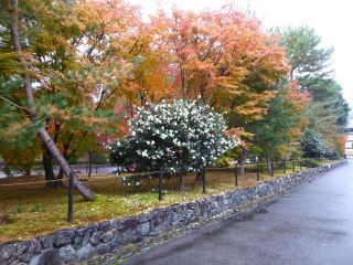 「楽々」さんからの投稿写真