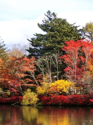 「Autumn leaves hunter2025」さんからの投稿写真