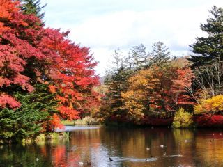 「Autumn leaves hunter2025」さんからの投稿写真＠雲場池